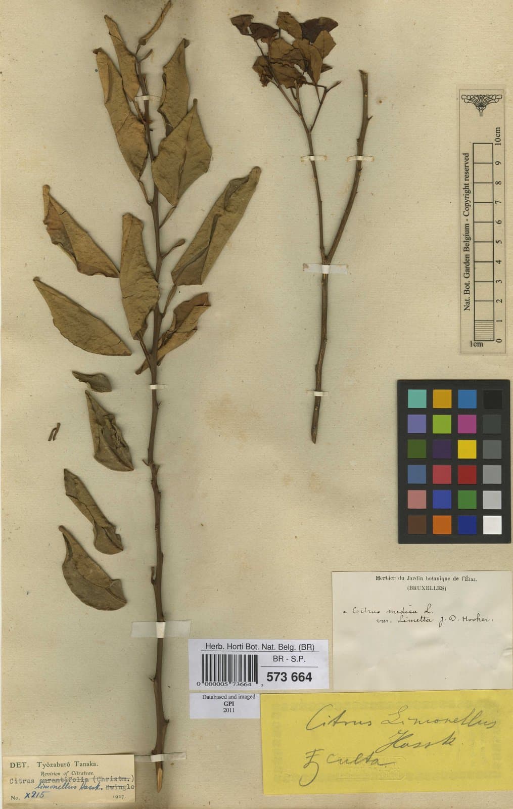 Citrus limonellus Buch.-Ham. ex Wall., 1832