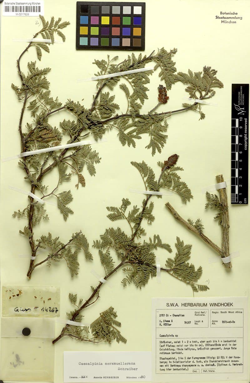Gelrebia merxmuellerana (A.Schreib.) Gagnon & G.P.Lewis
