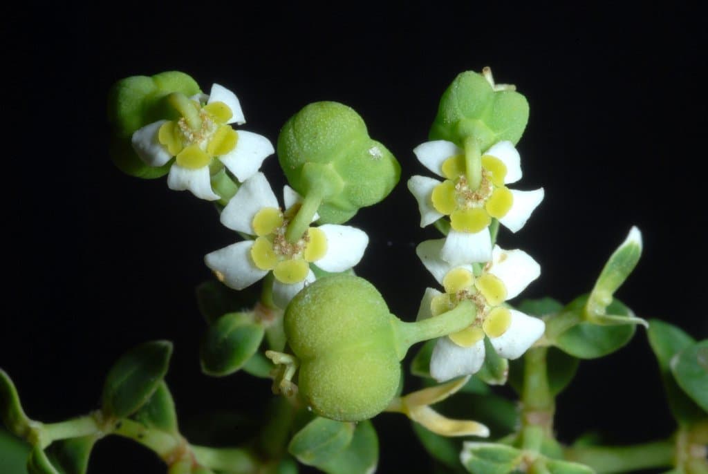 Euphorbia corollata L.