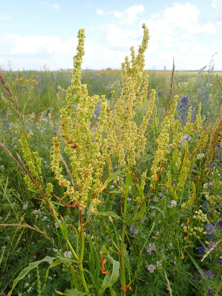 Rumex triangulivalvis (Danser) Rech.fil.
