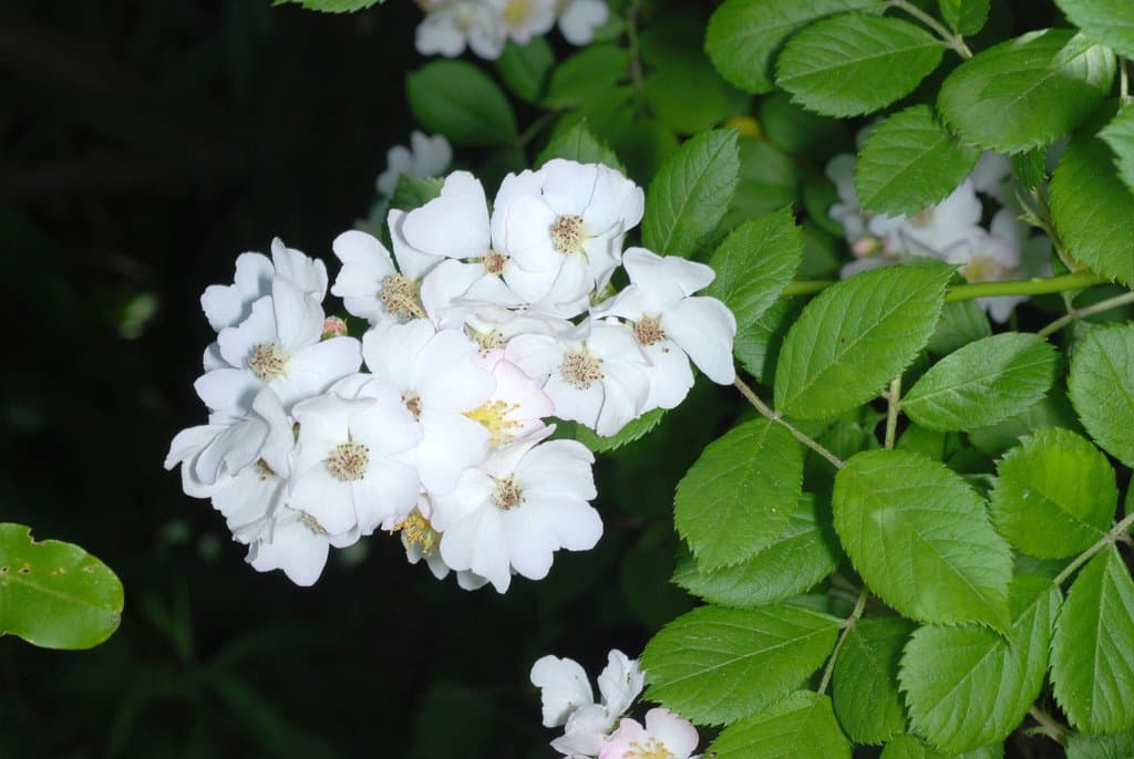 Rosa multiflora Thunb.