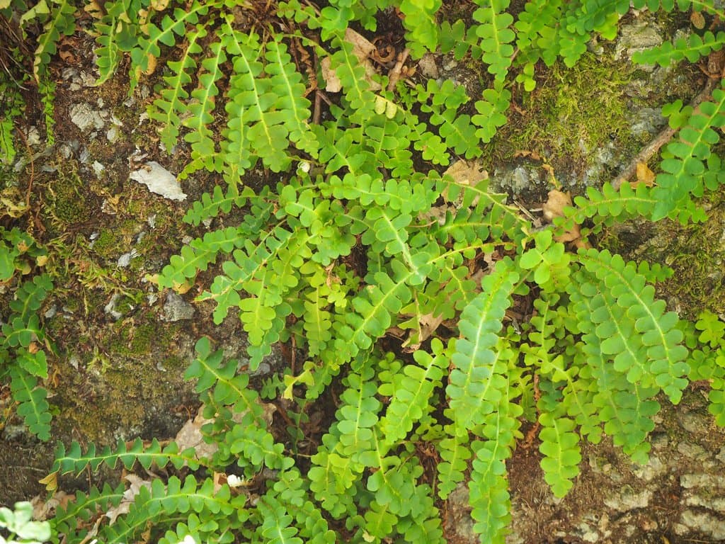 Asplenium ceterach L.