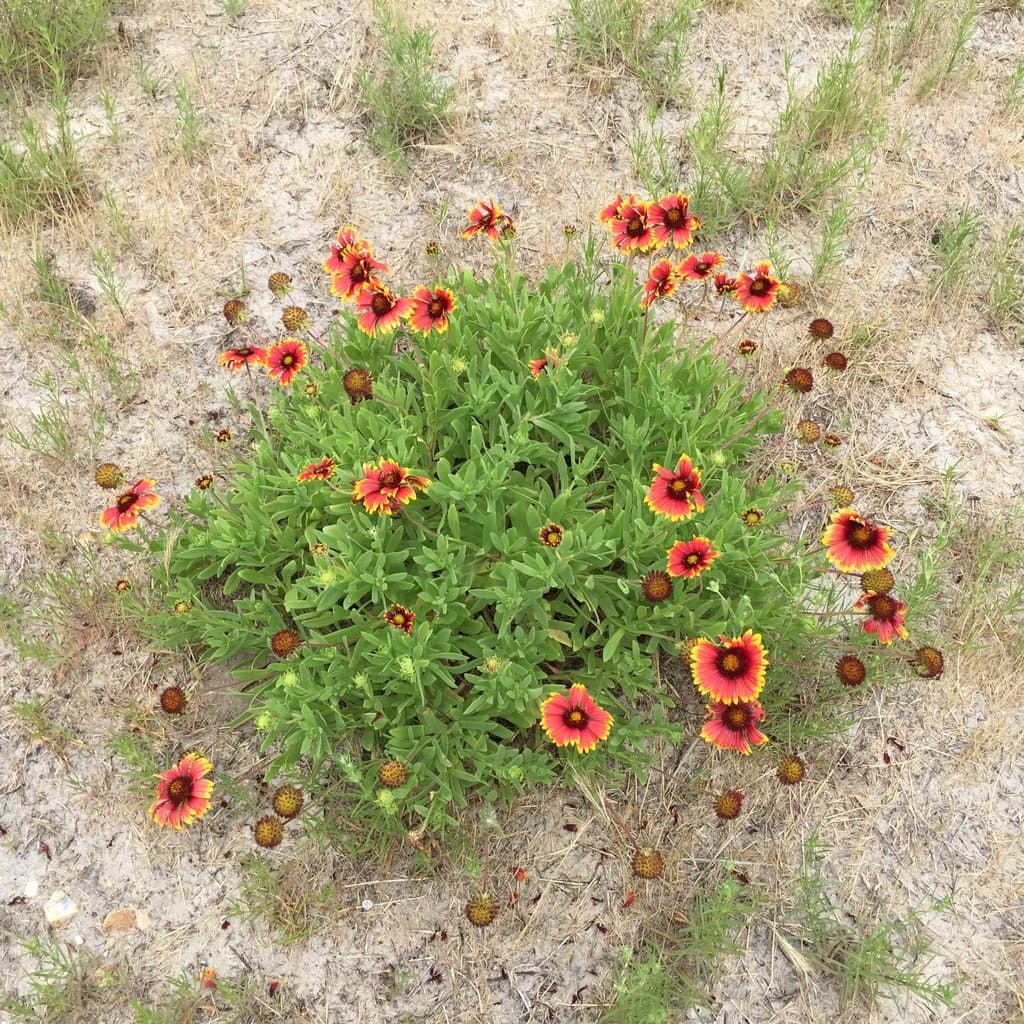Gaillardia pulchella Foug.