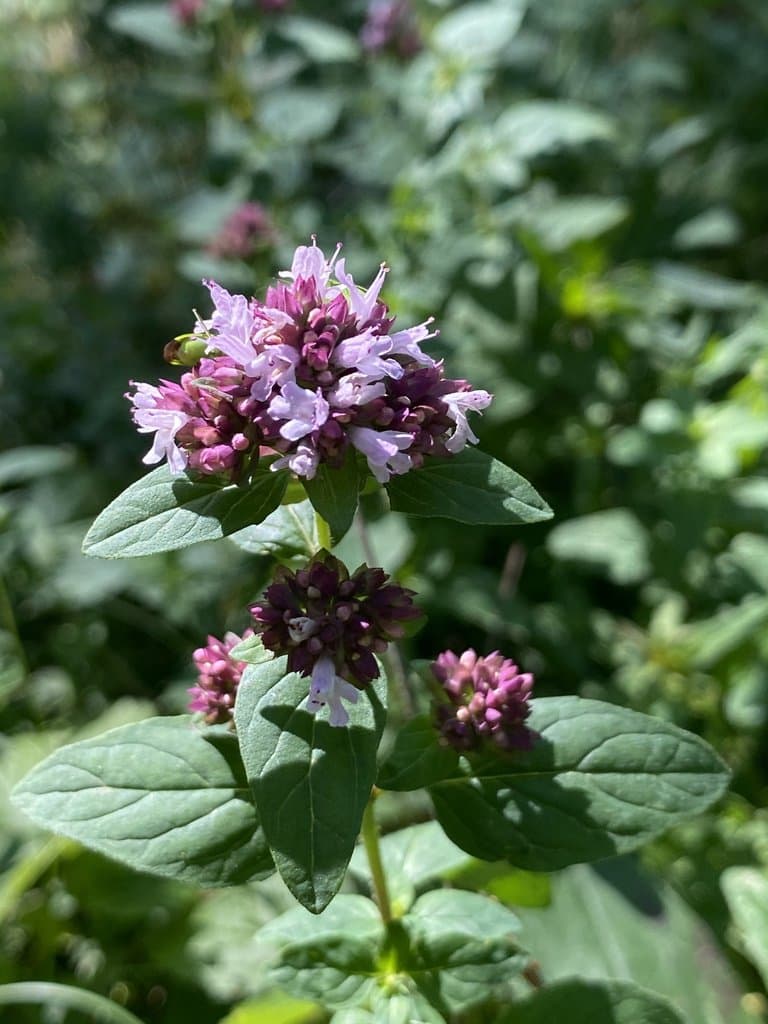 Origanum vulgare L.