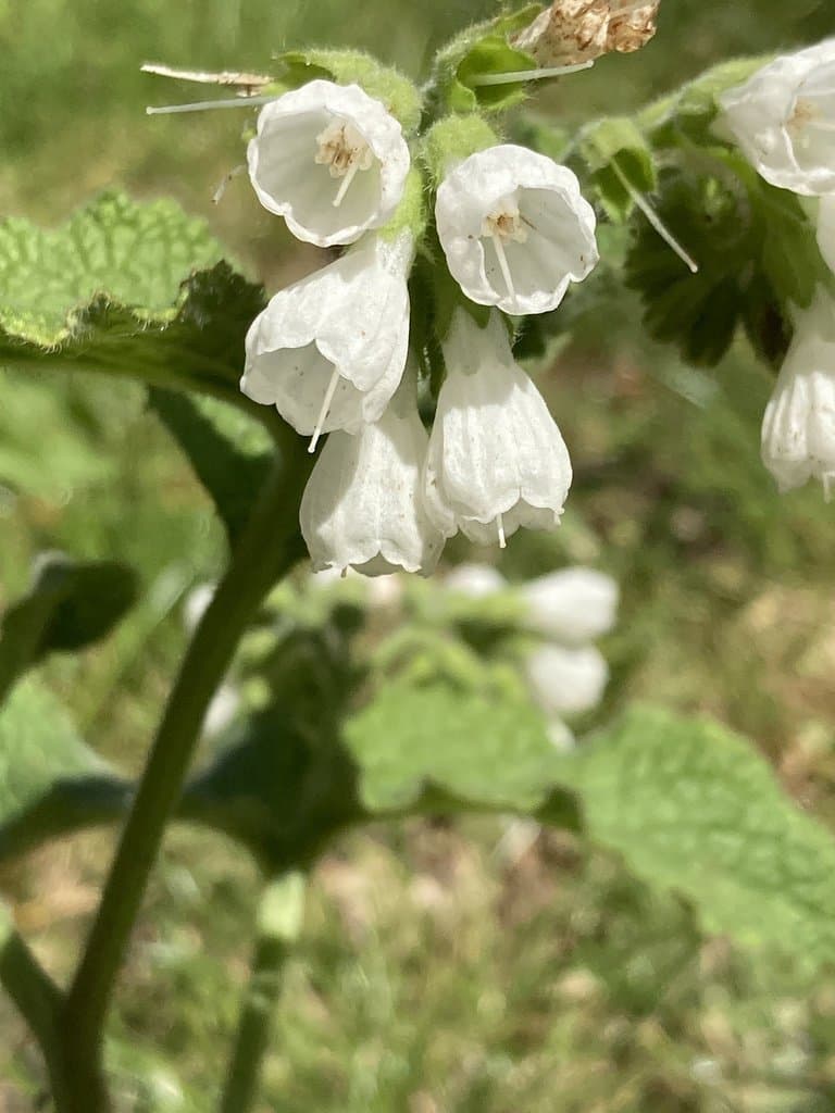 Symphytum orientale L.