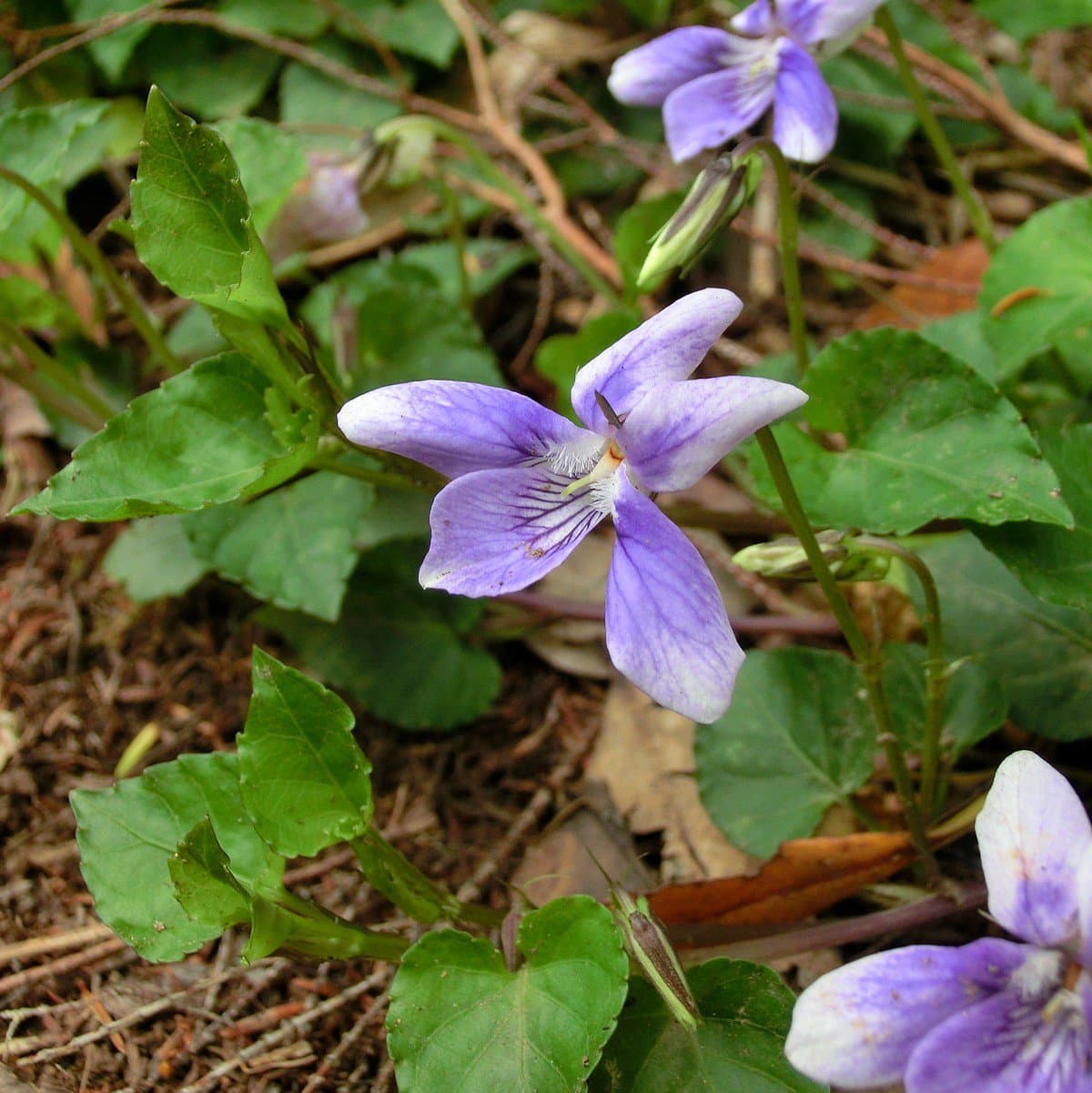 Viola anagae Gilli
