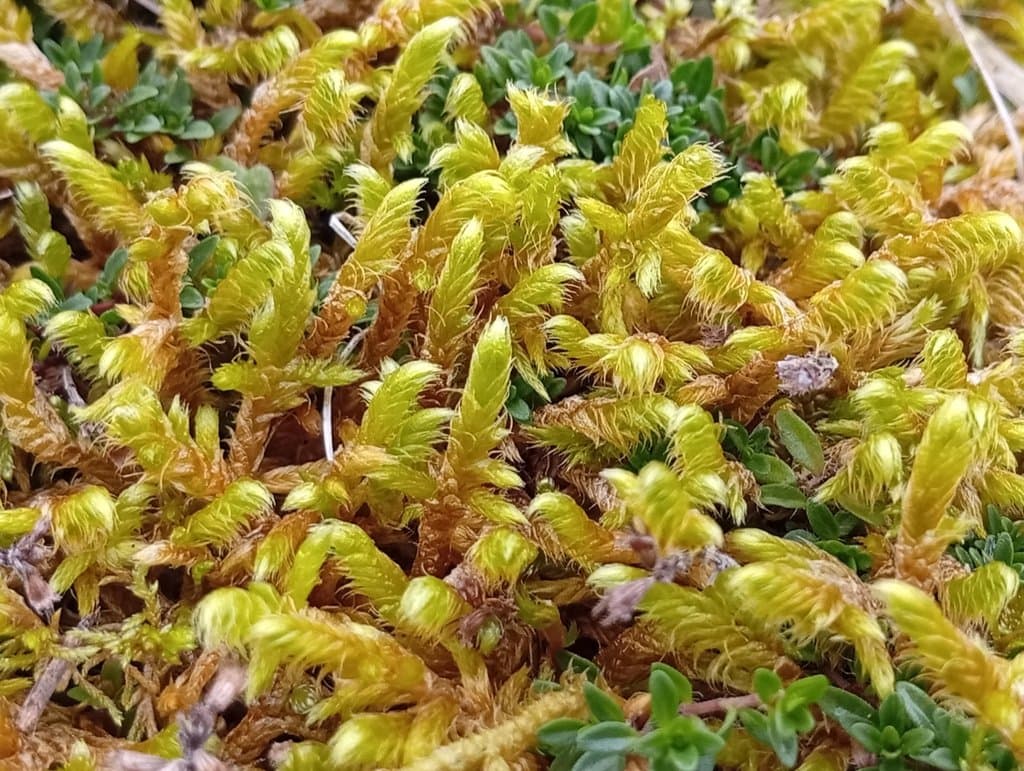 Rhytidium rugosum (Hedw.) Kindb.