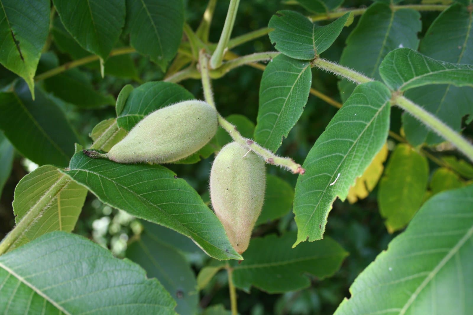 Juglans mandshurica Maxim.