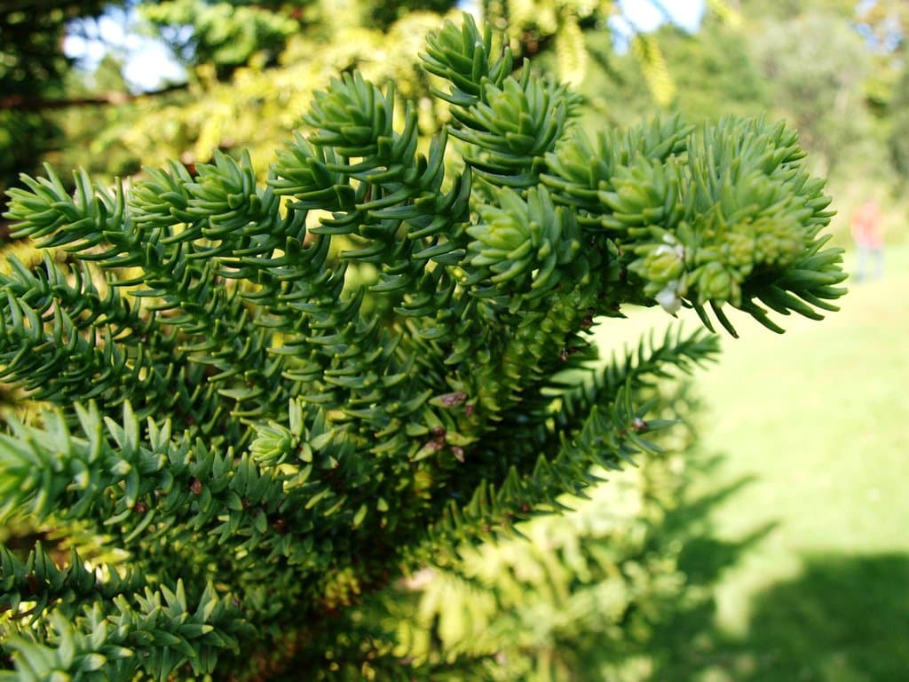 Araucaria biramulata J.T.Buchholz