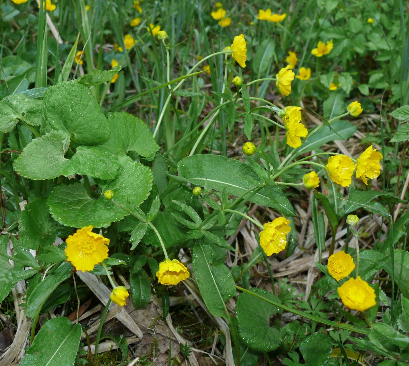 Ranunculus cassubicifolius W.Koch