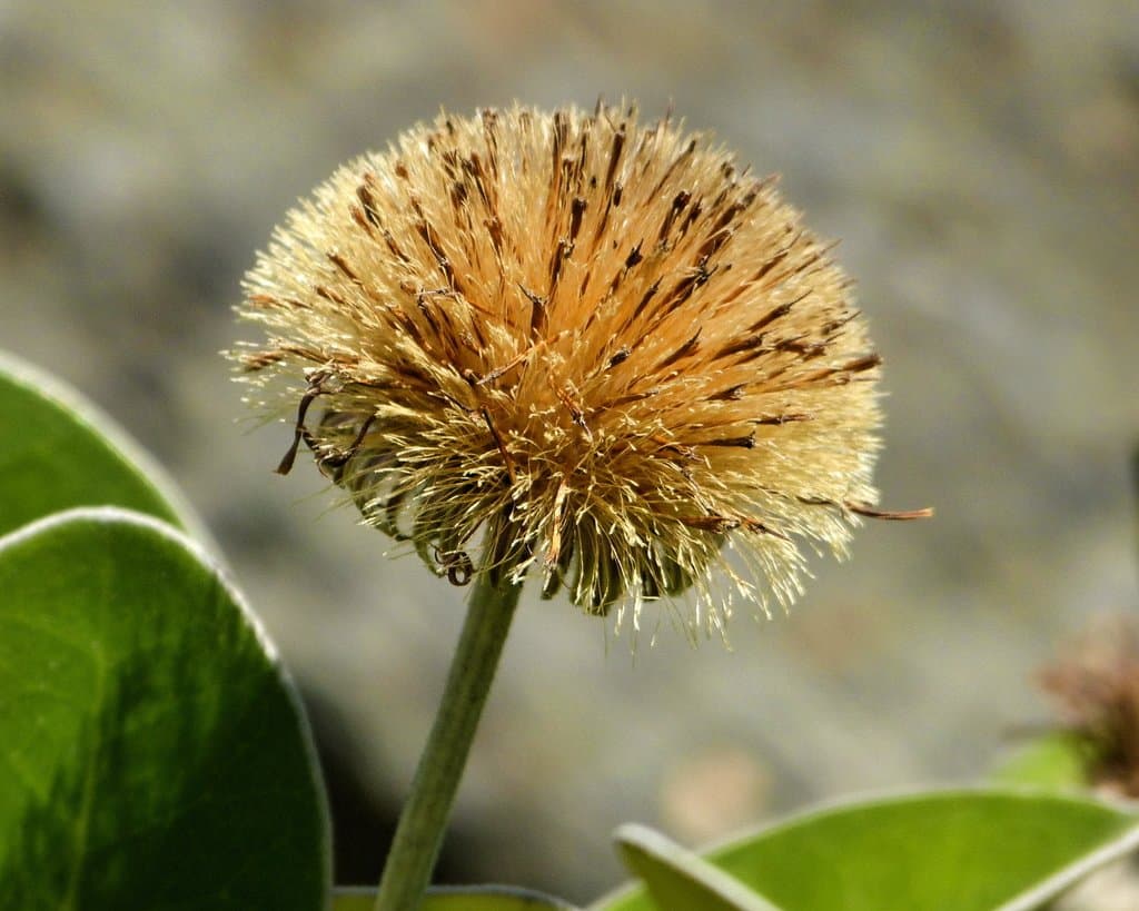 Pachystegia insignis (Hook.fil.) Cheeseman