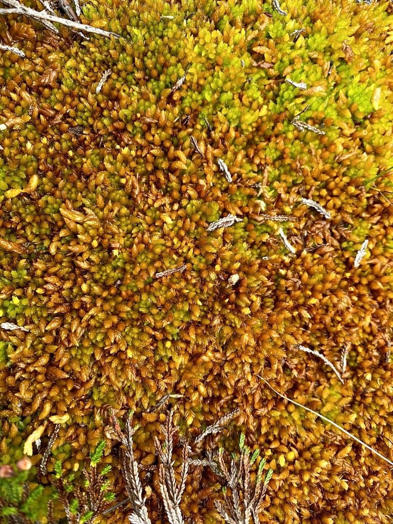 Sphagnum compactum DC.