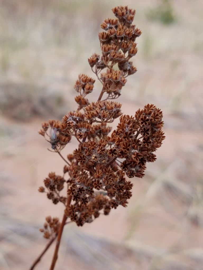 Spiraea alba Du Roi