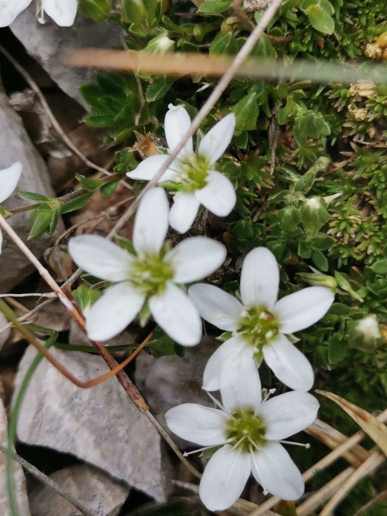 Arenaria ciliata L.