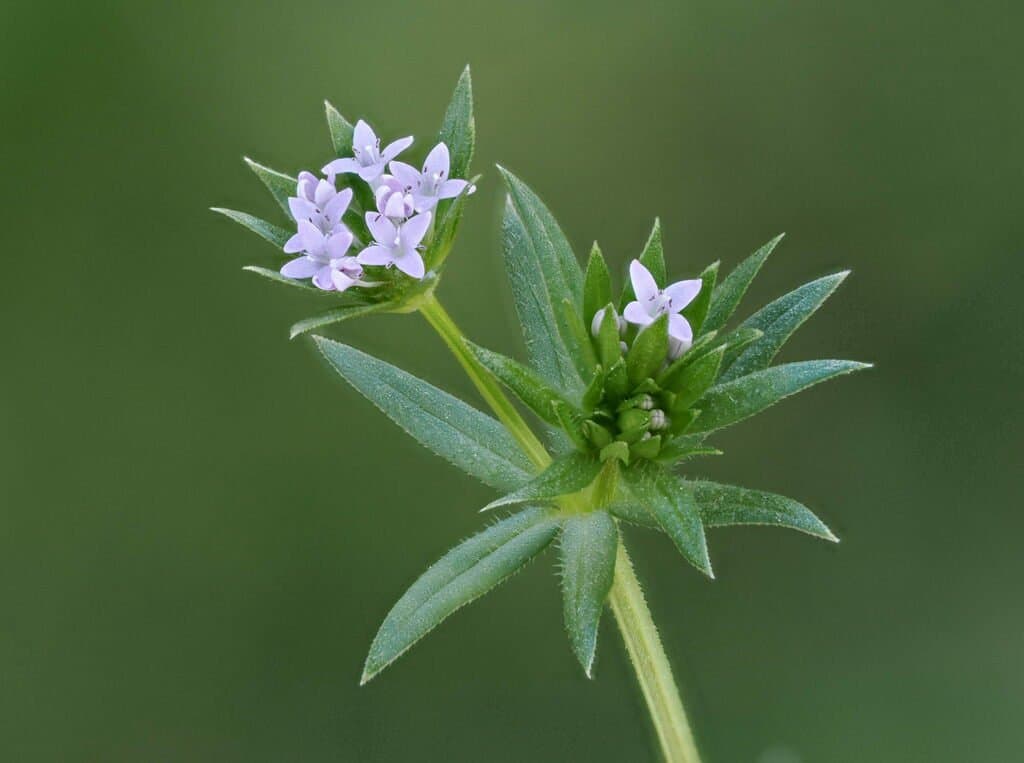 Sherardia arvensis L.