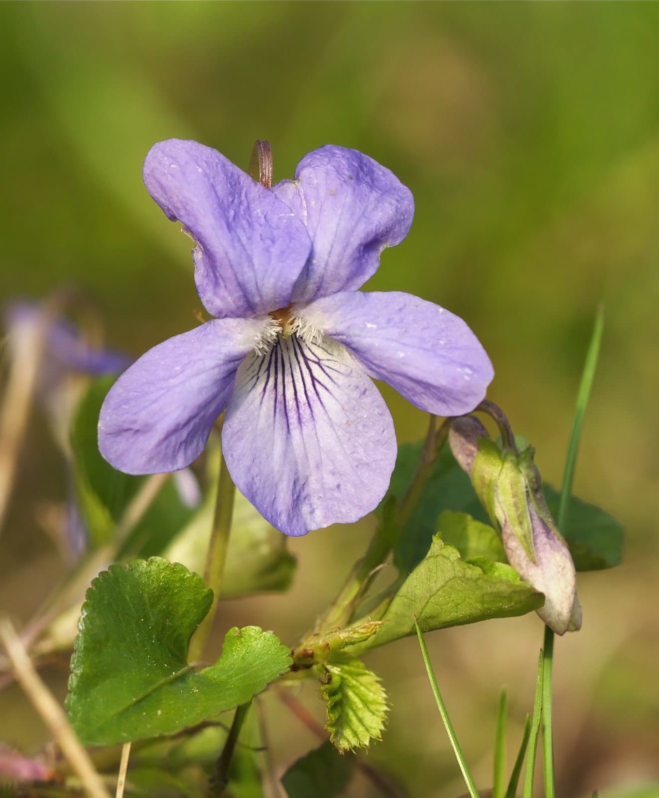 Viola ×bavarica Schrank