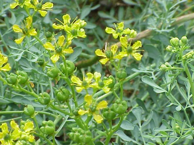 Ruta graveolens L.