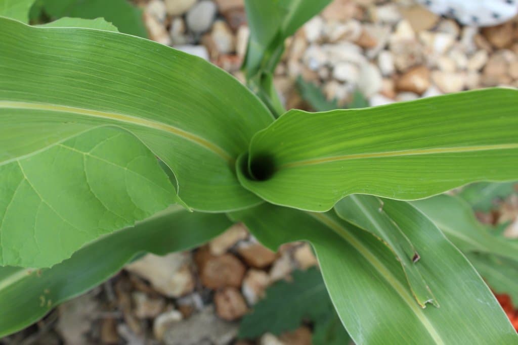 Sorghum bicolor (L.) Moench
