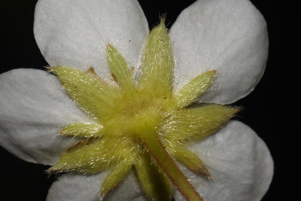 Fragaria chiloensis (L.) Mill.