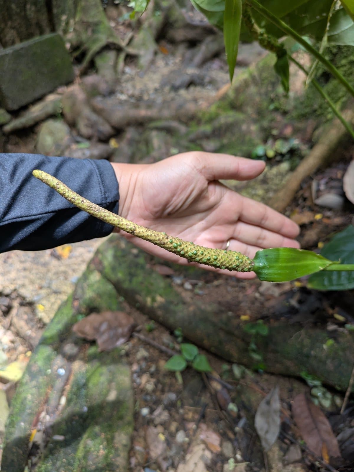 Anthurium acutifolium Engl.