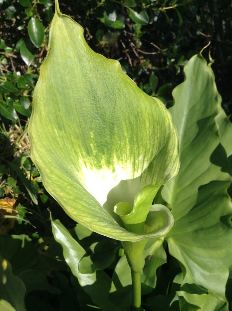 Zantedeschia aethiopica (L.) Spreng.