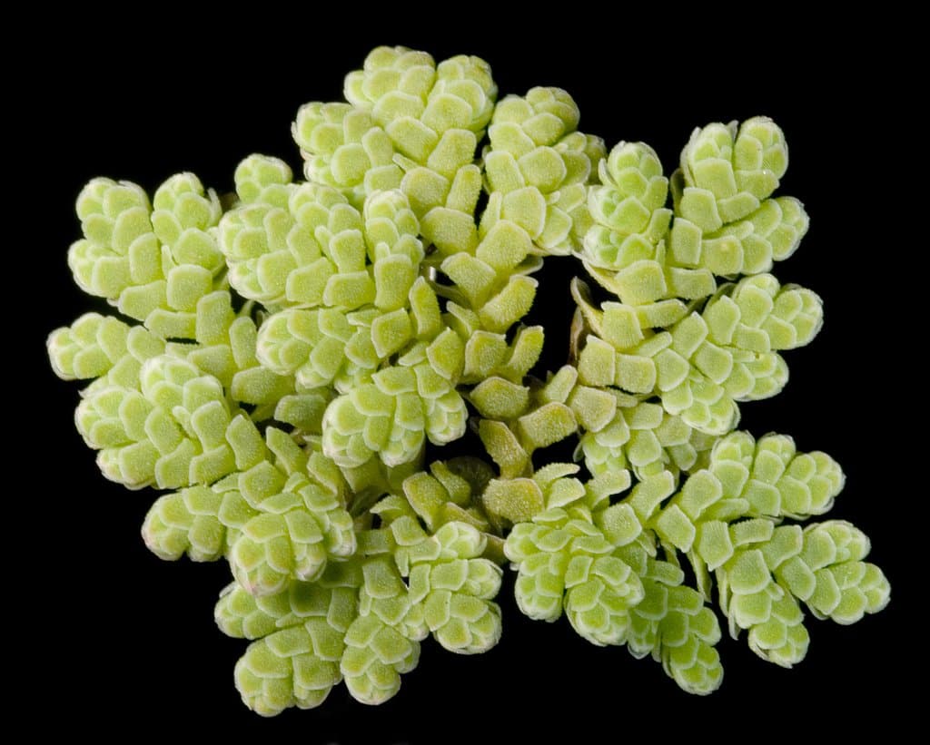 Azolla filiculoides Lam.