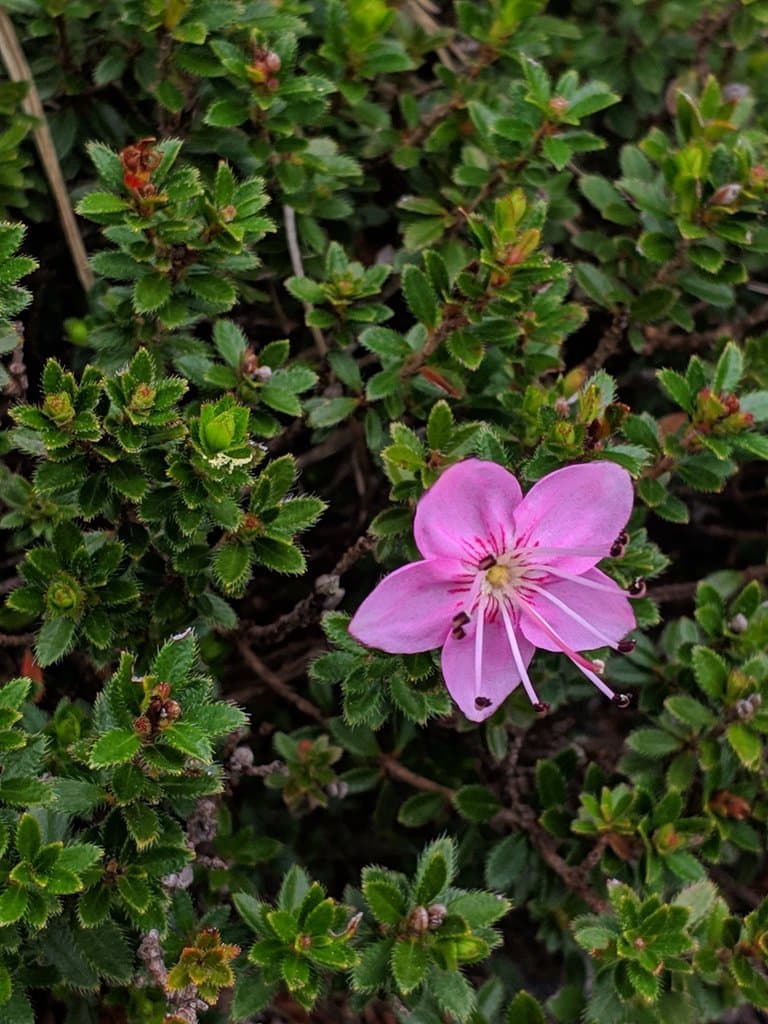 Rhodothamnus chamaecistus (L.) Rchb.