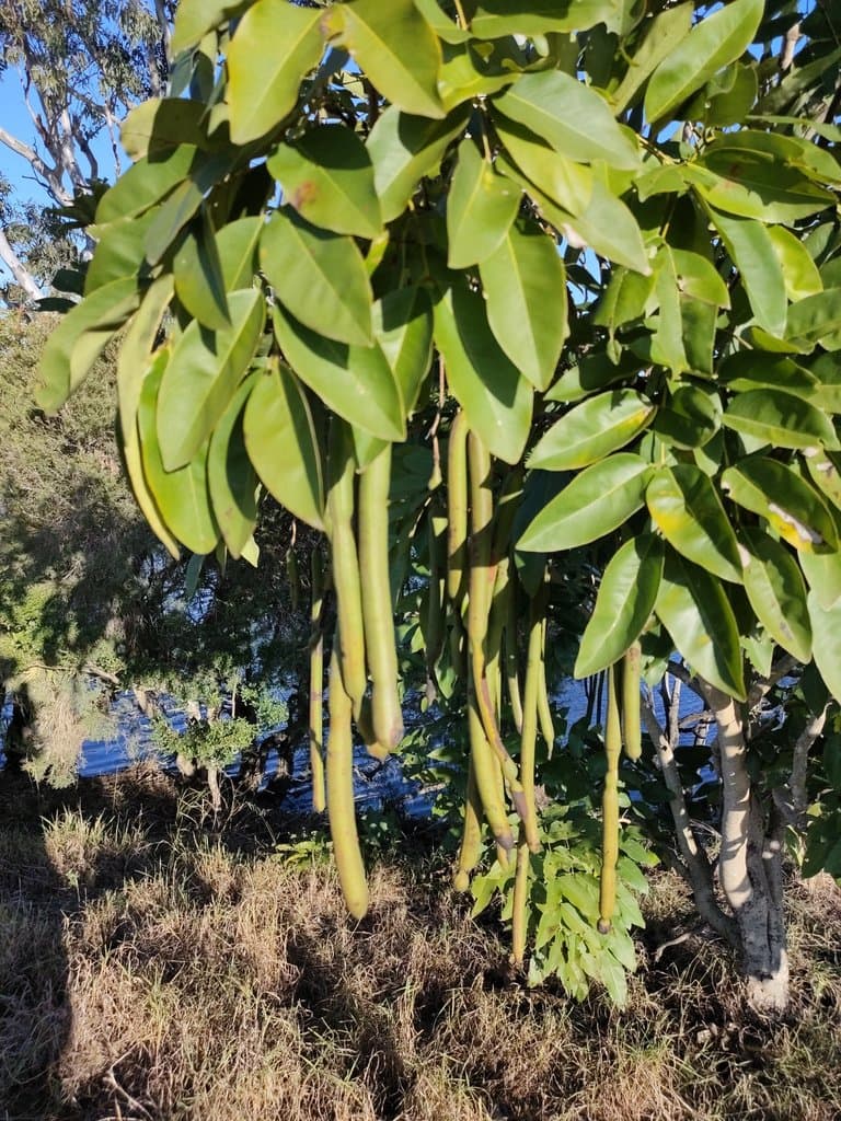 Cassia fistula L.