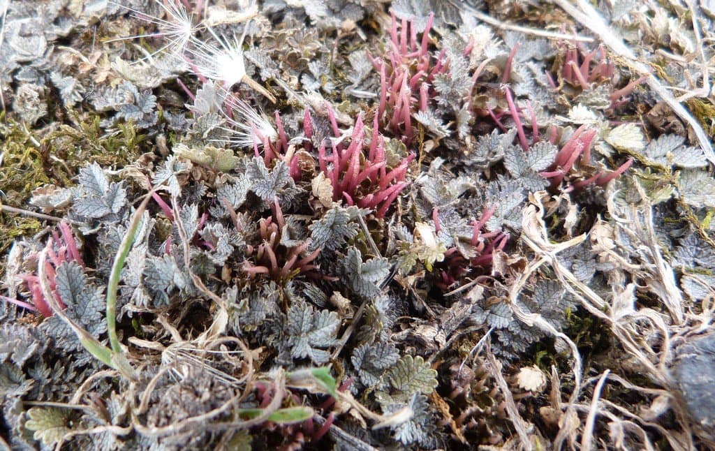Acaena buchananii Hook.fil.