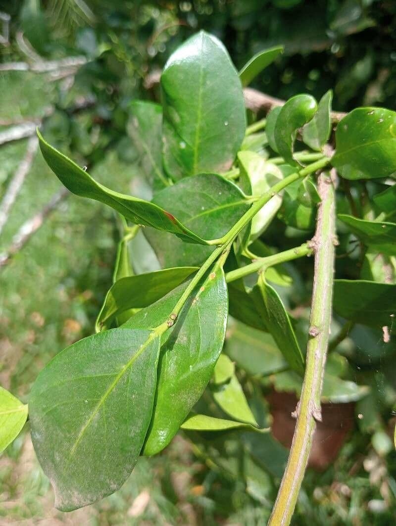 Acokanthera schimperi (A.DC.) Schweinf.