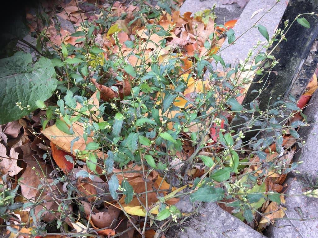 Persicaria mitis (Schrank) Assenov