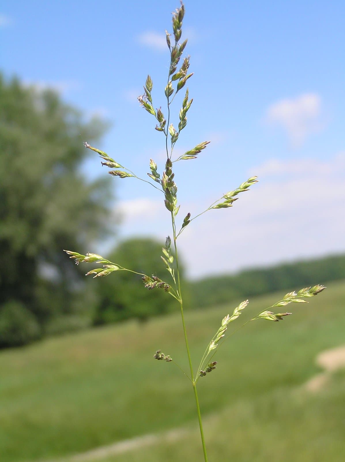 Poa angustifolia L.