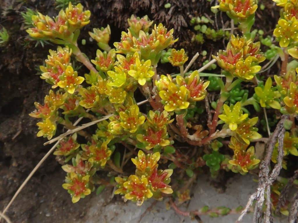 Sedum alpestre Vill.