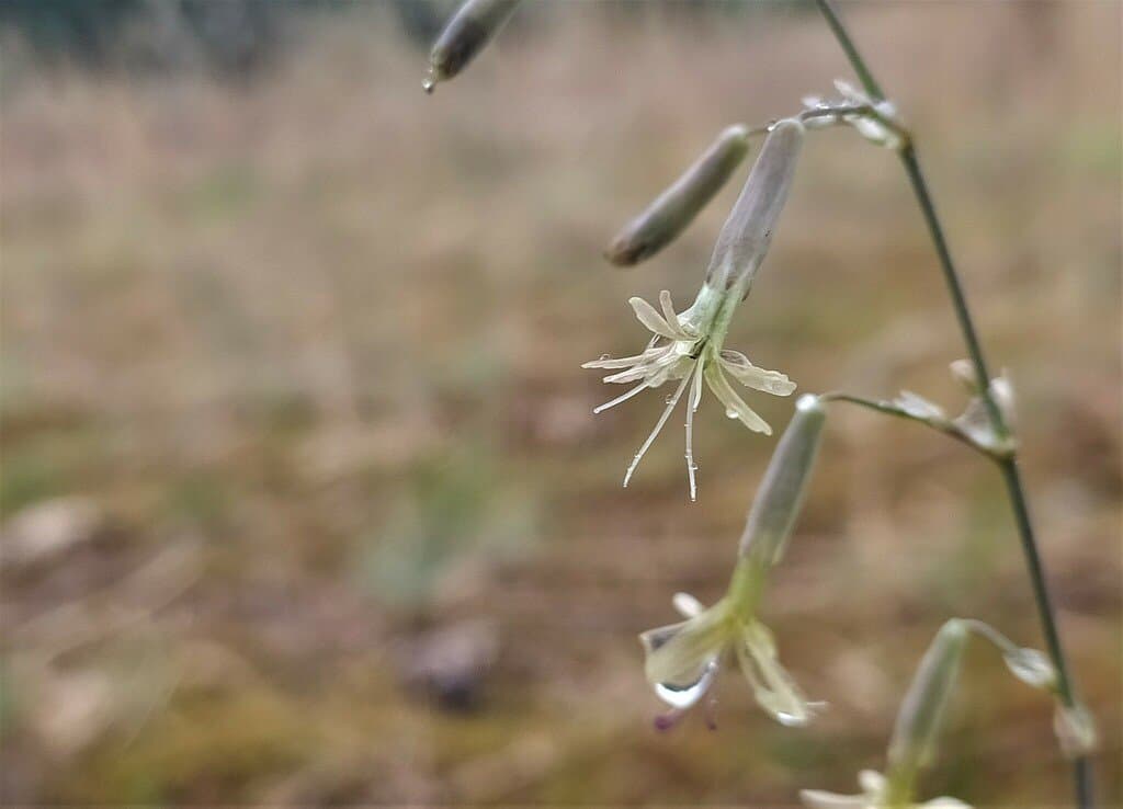 Silene chlorantha (Willd.) Ehrh.