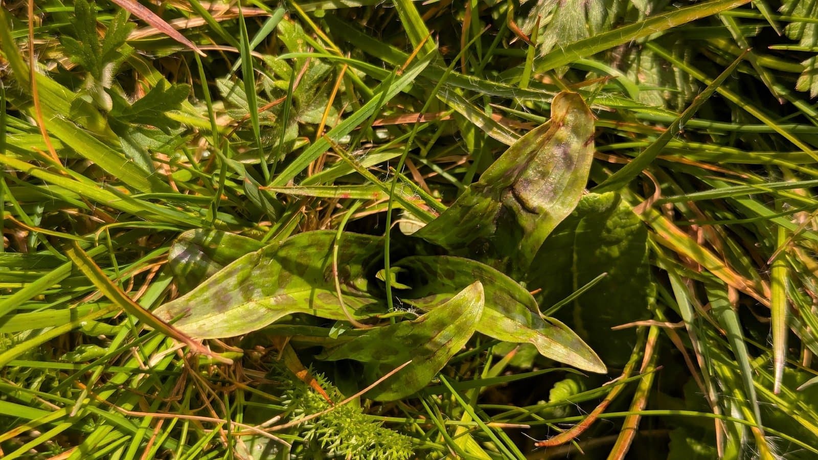 Dactylorhiza maculata (L.) Soó