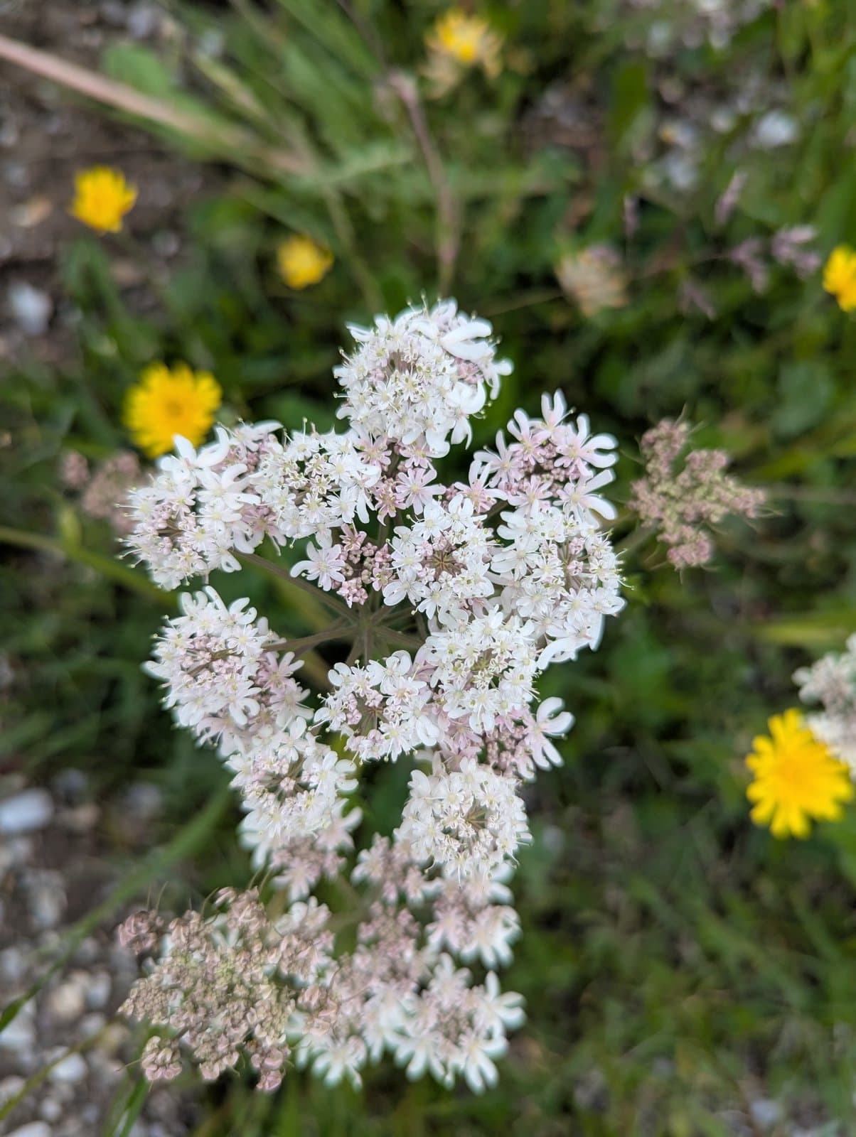 Heracleum austriacum L.