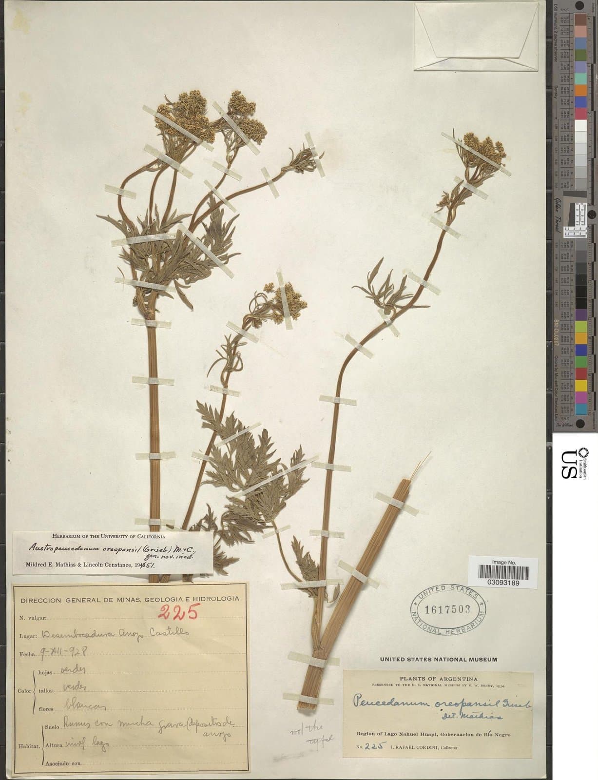 Austropeucedanum oreopansii (Griseb.) Mathias & Constance