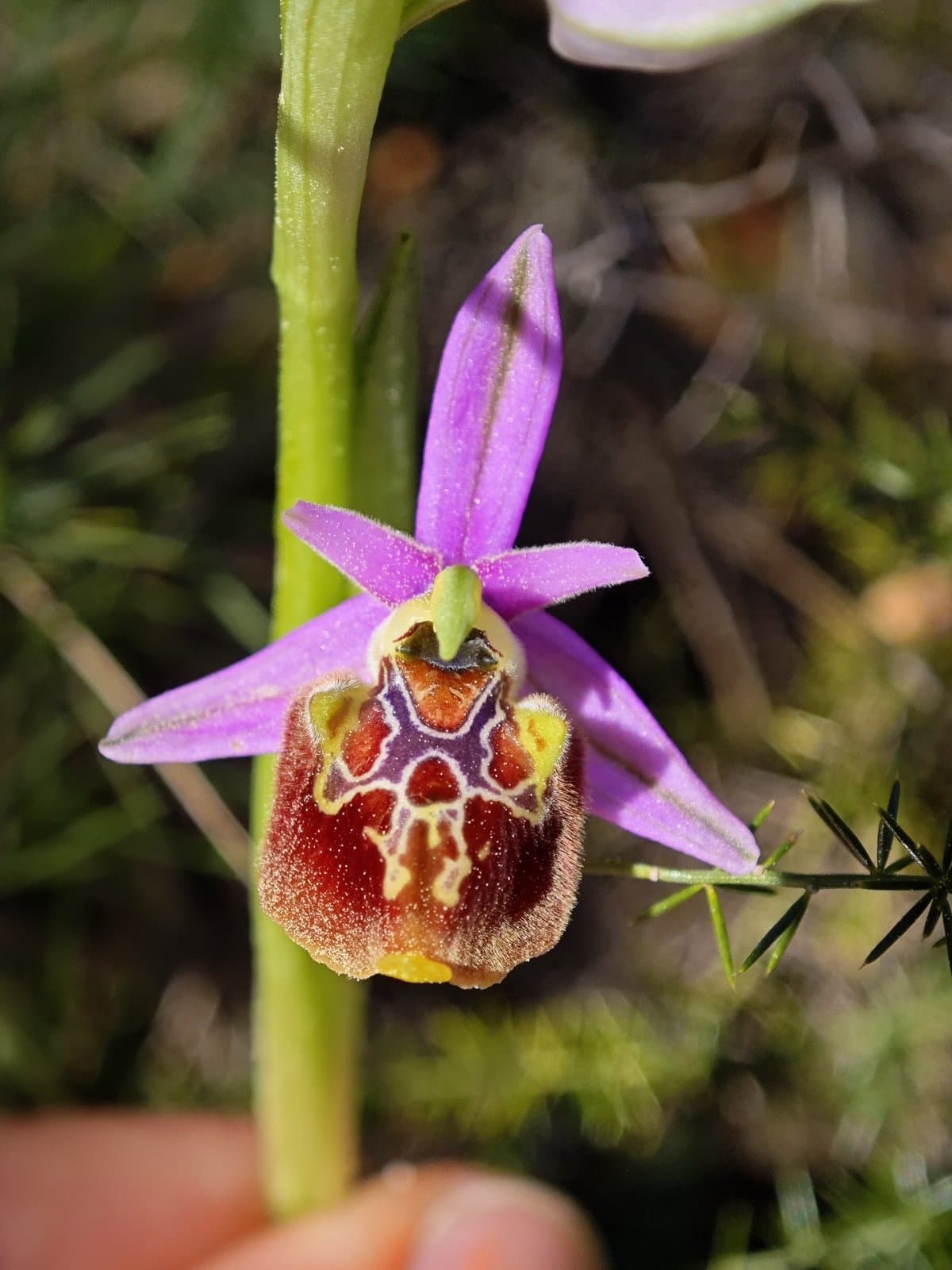 Ophrys holosericea (Burm.f.) Greuter
