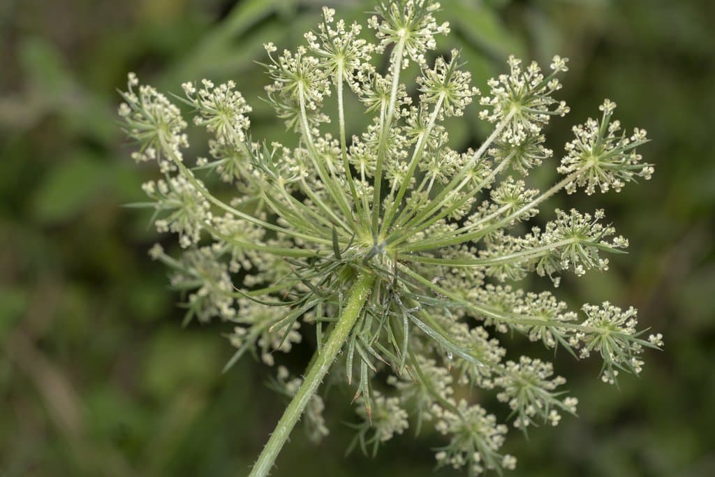 Daucus carota subsp. annuus (Bég.) Mart.Flores, D.M.Spooner & M.B.Crespo
