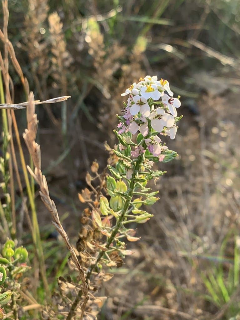 Iberis amara L.