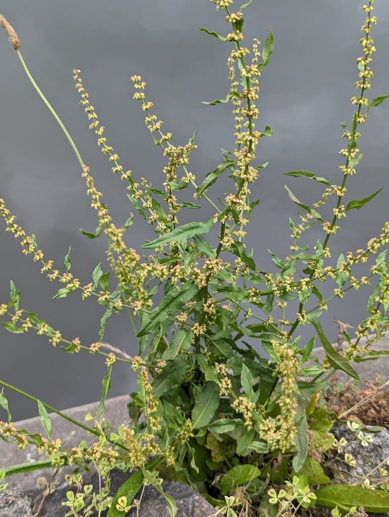 Rumex conglomeratus Murray