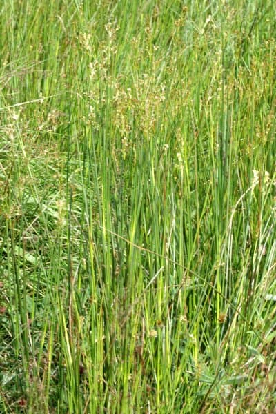 Juncus acutiflorus Ehrh. ex Hoffm.