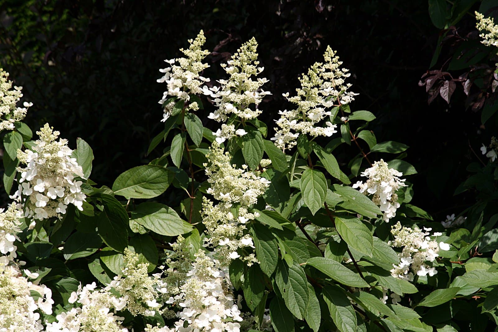 Hydrangea paniculata Siebold