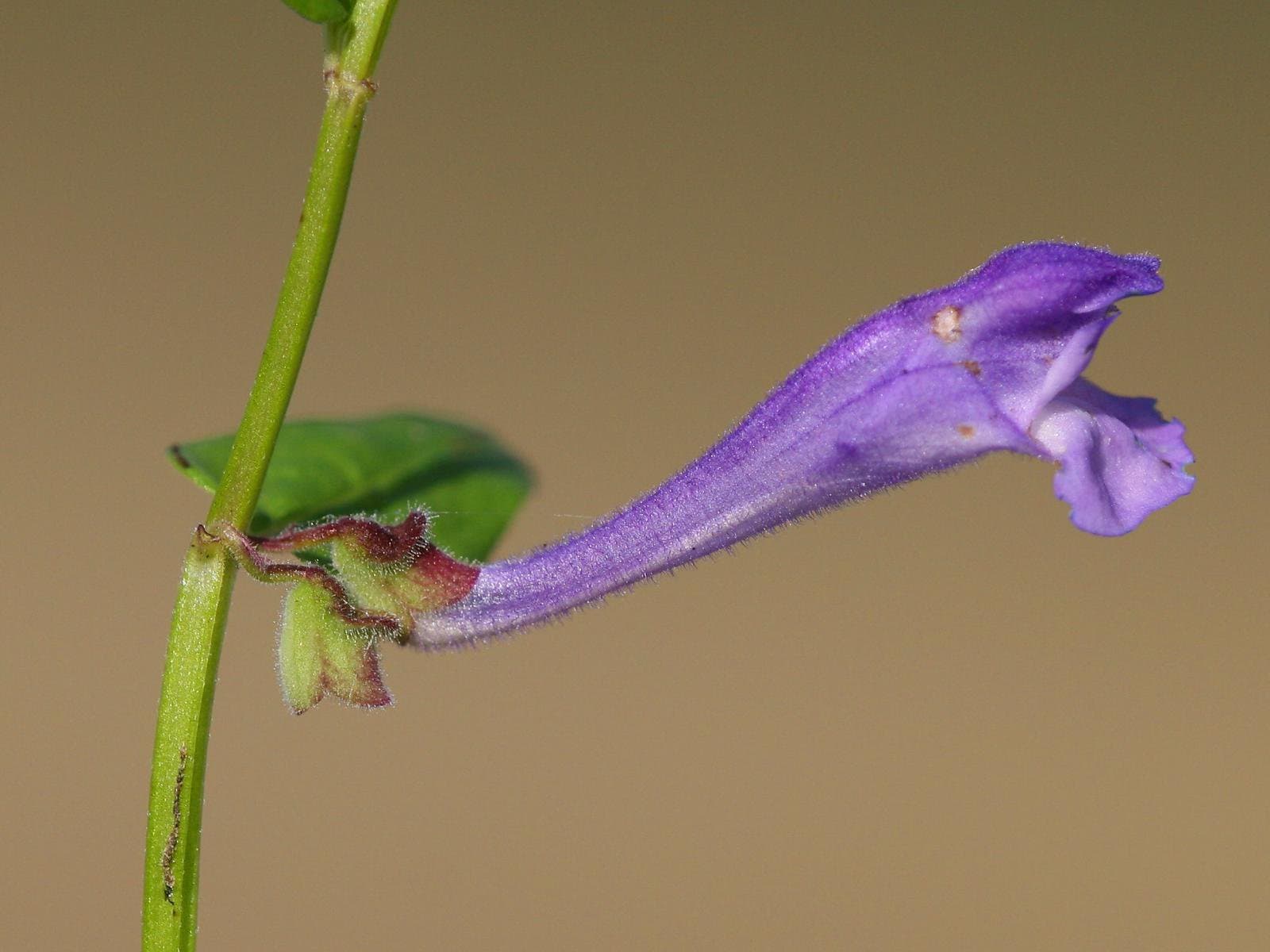 Scutellaria hastifolia L.