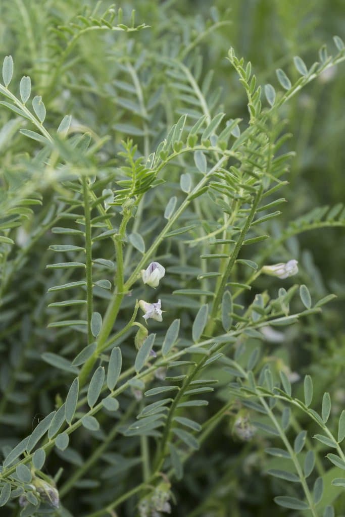 Vicia ervilia (L.) Willd.
