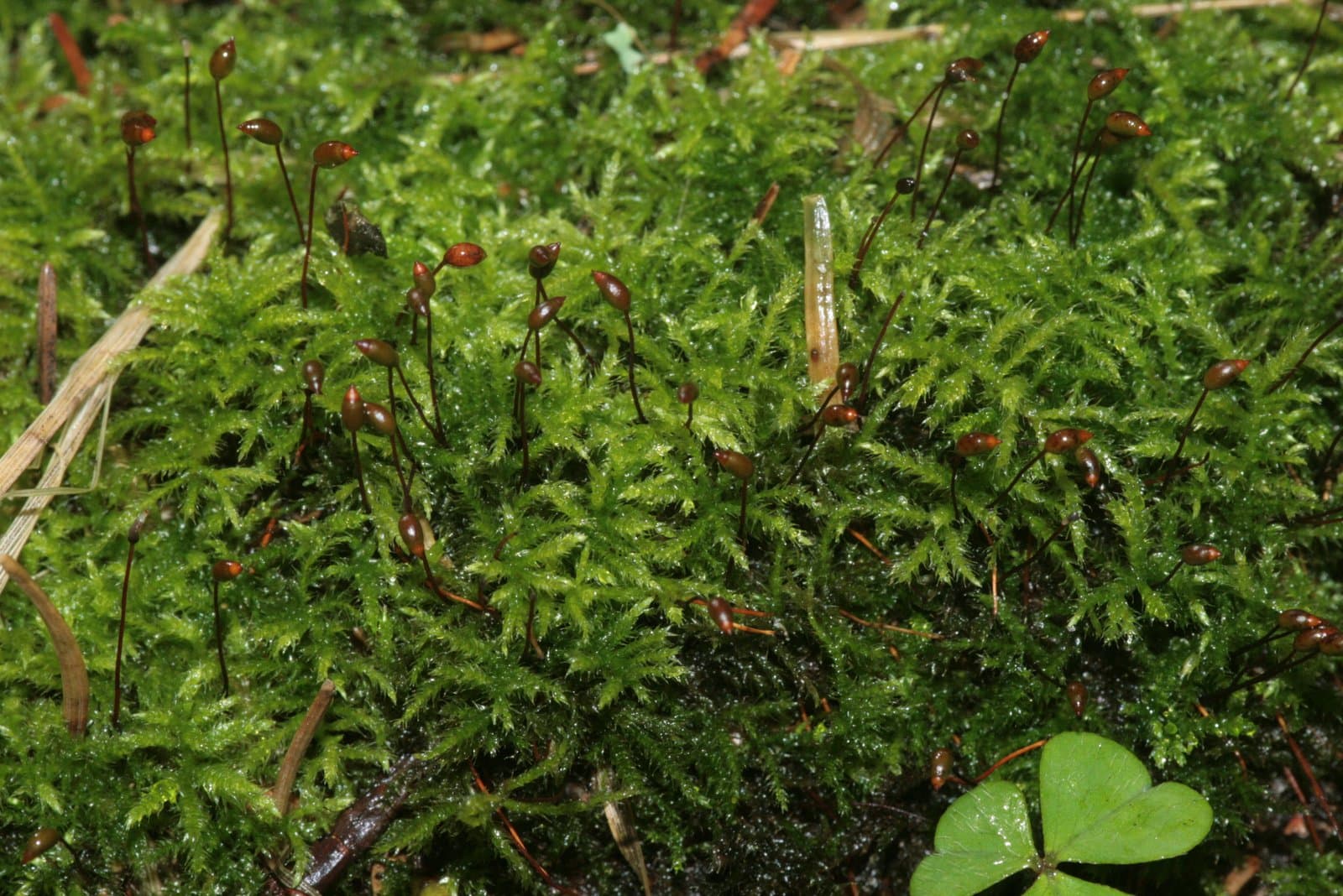 Sciuro-hypnum reflexum (Starke) Ignatov & Huttunen