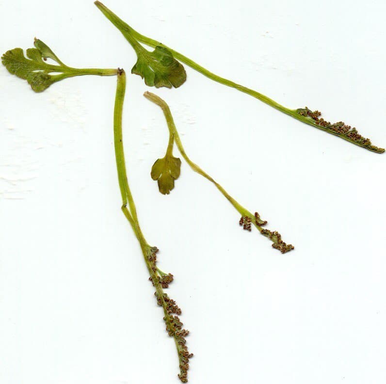Botrychium simplex E.Hitchc.
