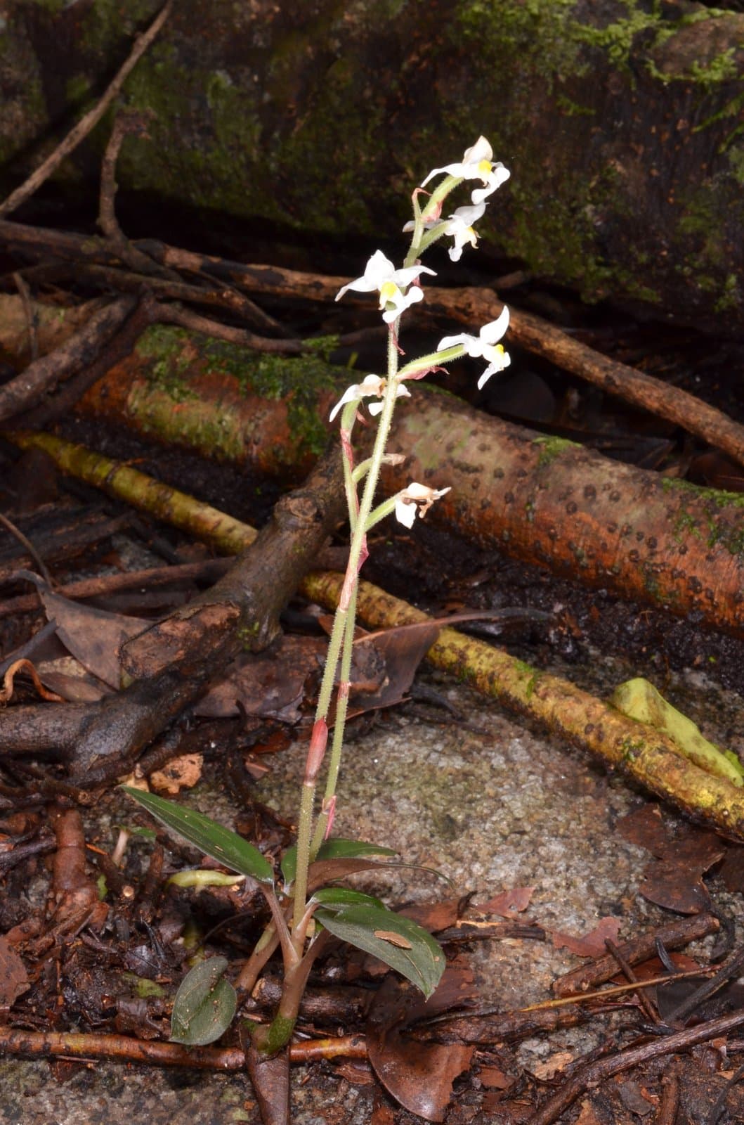 Ludisia discolor (Ker Gawl.) Blume