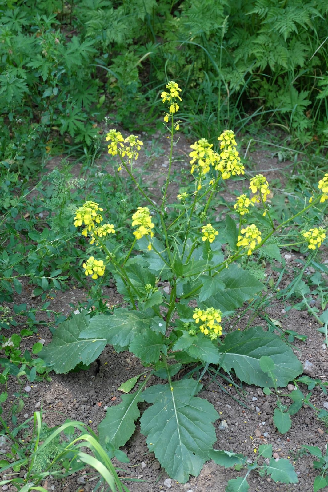 Brassica nigra (L.) W.D.J.Koch