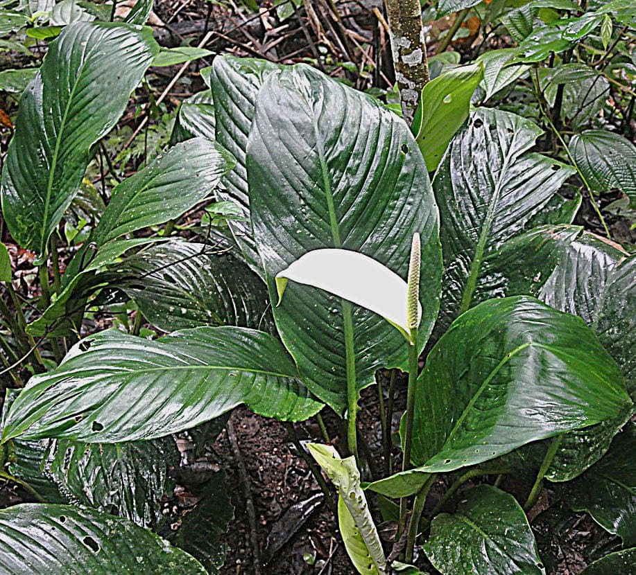 Spathiphyllum cannifolium (Dryand. ex Sims) Schott